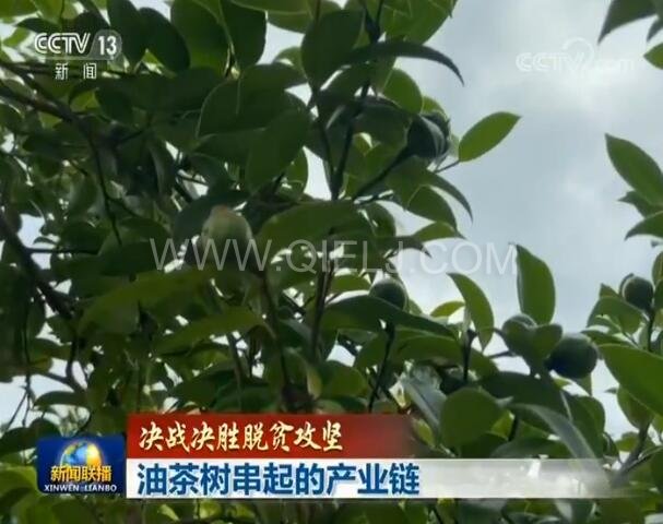 力量体育
联播决战决胜脱贫攻坚之油茶树串起的产业链(图1)